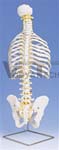 Classic Flexible Spine with ribs